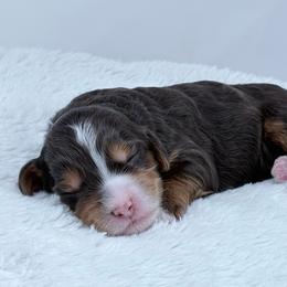 Sassy - female Golden Mountain Doodle puppy in Fleming, Colorado from Vandenbark Doodles