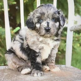 Aussiedoodles and Miniature Australian Shepherds from Rural Iowa Aussies & Doodles