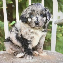 Aussiedoodles and Miniature Australian Shepherds from Rural Iowa Aussies & Doodles