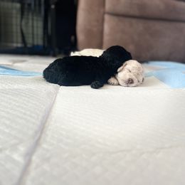 Poodle and Schnoodle Puppies from Marlens.poodles