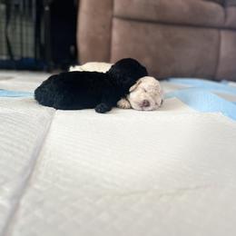 Poodle and Schnoodle Puppies from Marlens.poodles