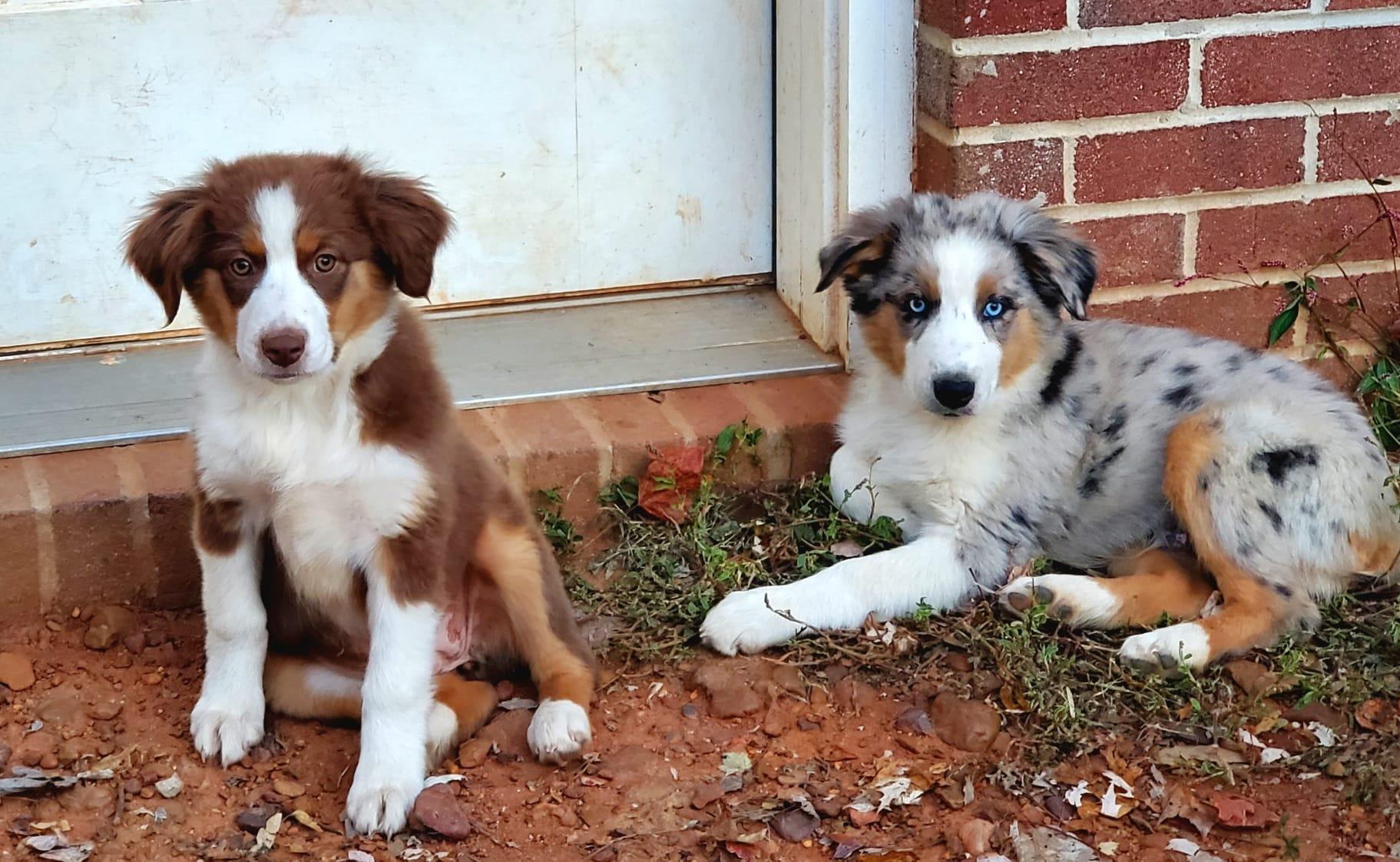 Sheppard Dogs Ranch Double G Ranch in Tennessee | Australian Shepherd puppies | Good Dog