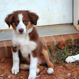 Australian Shepherds from Double G Ranch