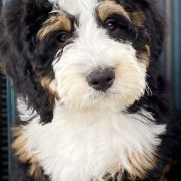 Shiloh - Bernedoodle