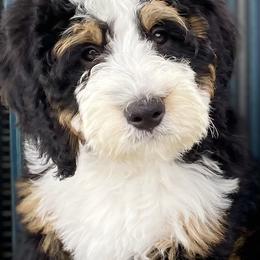 Shiloh - Bernedoodle
