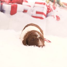 Hazelnut - Parti female Goldendoodle puppy in Arlington, Texas from Chambers Doodle Patch