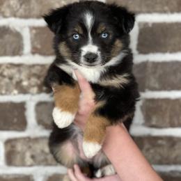 Australian Shepherd, Miniature American Shepherd, Miniature Australian Shepherd, and Toy Australian Shepherd Puppies from Painted Blue Aussies