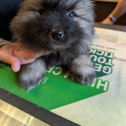 Blue girl - Black and silver female Keeshond puppy in Fayetteville, Tennessee from Erbekees-Keeshonden