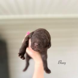 Bluey - Chocolate female Goldendoodle puppy in Taylorsville, Georgia from Sweet Southern Doodles