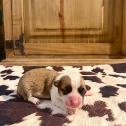 Girl 1 - Red female Pembroke Welsh Corgi puppy in Johnson City, Texas from McCall Creek Corgis
