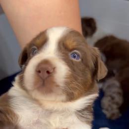 Colt AKC Tailed - Red tri-color male Australian Shepherd puppy in Inverness, Florida from Swamp Puppy Canine Kennel