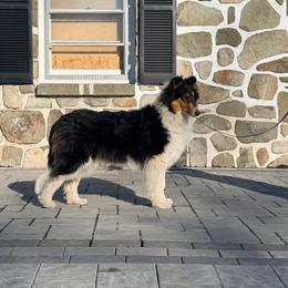 Margarita - Black white and tan female Collie puppy in New Windsor, New York from Eye Spy