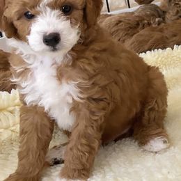 Goldendoodle Puppies from Paddington Doodles