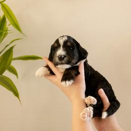 Adam - Tri-color male Bernedoodle puppy in New River, Arizona from Sonoran Standard Doodles