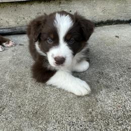Australian Shepherd Puppies from Sadie Blue's Willamette Valley Aussies