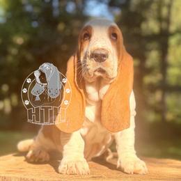 Chase - Red and white male Basset Hound puppy in Dingess, West Virginia from Tuckers' Howling Hounds