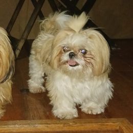 Bunbuns - Shih Tzu