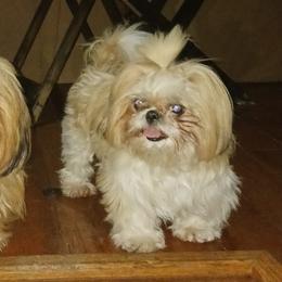 Bunbuns - Shih Tzu