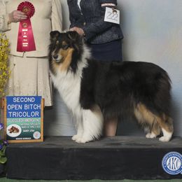 Bing - Collie