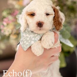 Echo - Parti female Goldendoodle puppy in Acton, Maine from Silver Pines Pups