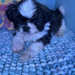 Blake - Black and white Shih Tzu puppy in Bradley, South Carolina from Katie’s Kennel