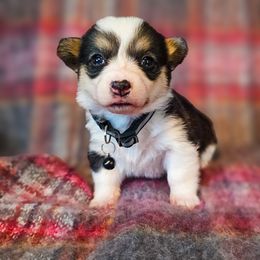 Walnut - Black and tan female Pembroke Welsh Corgi puppy in Fortine, Montana from North Star Pembroke Welsh Corgi's
