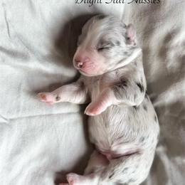 Sailor - Blue merle male Australian Shepherd puppy in Newton, Mississippi from Bright Star Aussies
