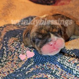 Hazel - Red brindle and white Bulldog puppy in Granville, Iowa from Wrinkly Blessings English Bulldogs