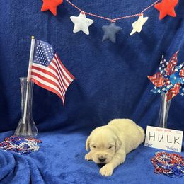 Golden Retriever Puppies from R & K Golden Acres LLC