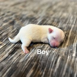 Boy 2 - White male Coton de Tulear puppy in Oakhurst, California from Gidget Cotons - ACC
