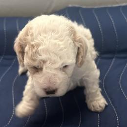 Frosty, 3 weeks old - Silver male Cockapoo puppy in Crawford, Colorado from Saddle Mountain Doodles