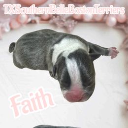 Faith - Blue female Boston Terrier puppy in Brazos Point, Texas from TX Southern Belle Bostons