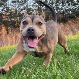 American Bully Puppies from Night Court Bullies