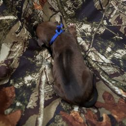 Blue - Rd whtn blk nose male Rhodesian Ridgeback puppy in Ocala, Florida from DogWood Kennels