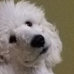 Wig - Poodle