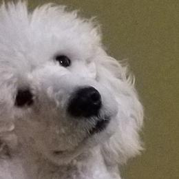 Wig - Poodle