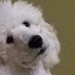 Wig - Poodle
