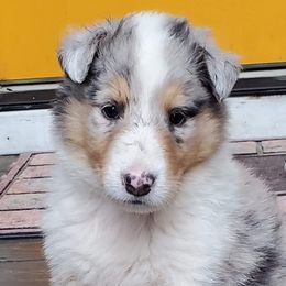 Collies from Serenity Collies