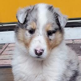 Collies from Serenity Collies