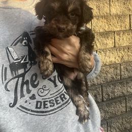 Nutmeg - Red phantom female Aussiedoodle puppy in Yellville, Arkansas from Ozark Mountain Doodles & Pugs