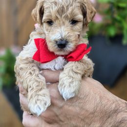 Sonny - Apricot male Goldendoodle puppy in Leander, Texas from Doodle Doula
