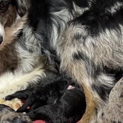 Aussiedoodles from Kce Ranch Doodles