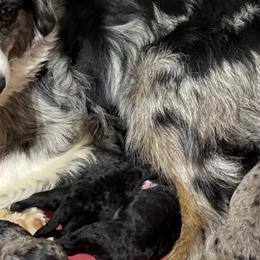 Aussiedoodles from Kce Ranch Doodles