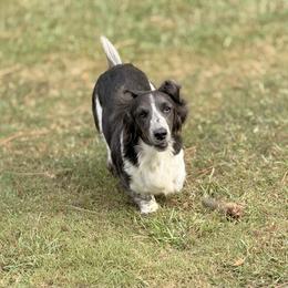 Phoenix - Dachshund