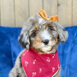 Nutmeg (girl) - Blue merle female Bernedoodle puppy in Bellville, Ohio from Bernedoodle Buddies