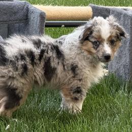 Miniature American Shepherd and Miniature Australian Shepherd Puppies from ShawnMarie Davis