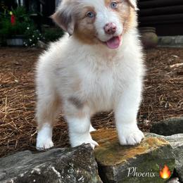 Phoenix - Red merle male Australian Shepherd puppy in Murrayville, Georgia from Mountain Ridge Aussies