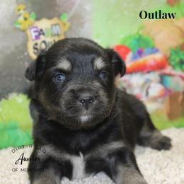Outlaw - Black tri male Miniature Australian Shepherd puppy in Ronan, Montana from Dirt Road Aussie’s of Montana