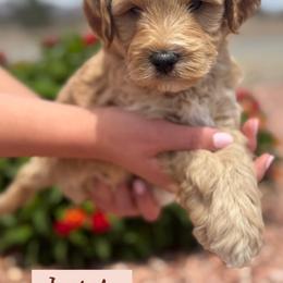 Isaiah - Apricot male Goldendoodle puppy in Tonopah, Arizona from DJ’s Doodles