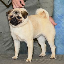 Pug puppies from Shanghai Pugs